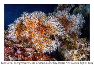Lace Coral