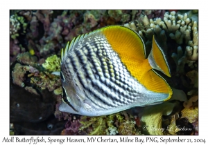 Atoll Butterflyfish