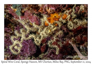 Spiral Wire Corals