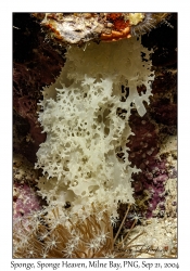 Sponge