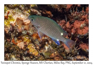 Twinspot Chromis