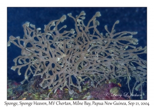 Sponge