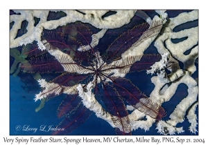 Very Spiny Feather Star