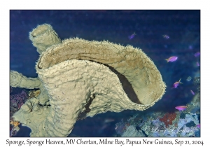 Sponge