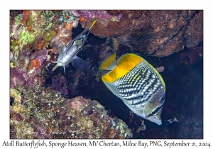 Atoll Butterflyfish