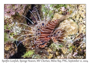 Spotfin Lionfish