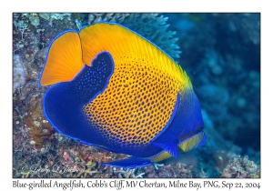 Blue-girdled Angelfish