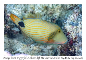Orange-lined Triggerfish