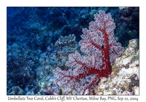 Umbellate Tree Coral