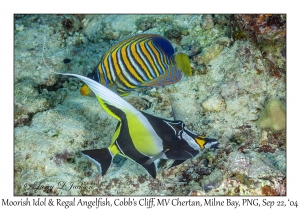 Moorish Idol & Regal Angelfish