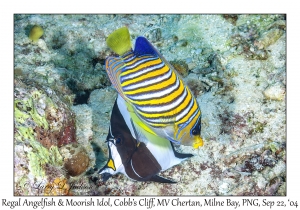Regal Angelfish & Moorish Idol
