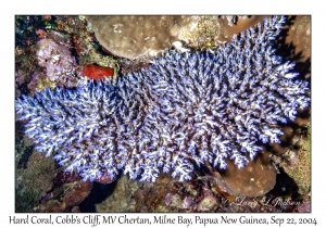 Hard Coral