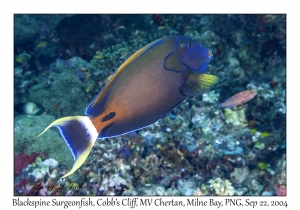 Blackspine Surgeonfish