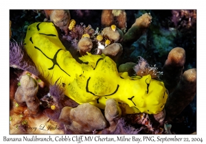 Banana Nudibranch