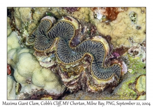 Maxima Giant Clam