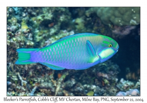 Bleeker's Parrotfish