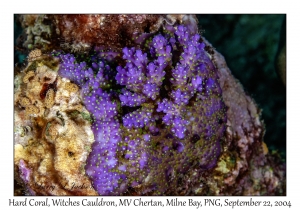 Hard Coral