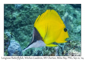 Longnose Butterflyfish