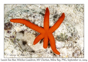 Luzon Sea Star