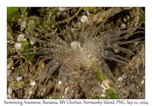 Swimming Anemone