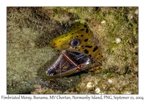 Fimbriated Moray & White-banded Cleaner Shrimp