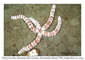 Warty Sea Star