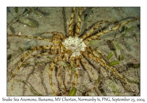 Snake Sea Anemone