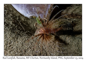 Red Lionfish