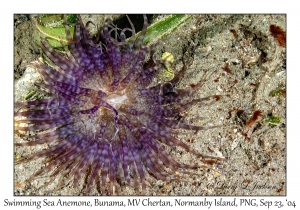 Swimming Sea Anemone