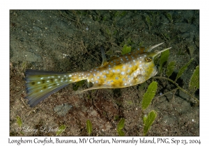Longhorn Cowfish