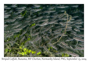 Striped Catfish juveniles