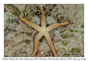 Yellow Mesh Sea Star