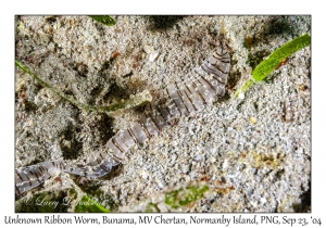 Unknown Ribbon Worm