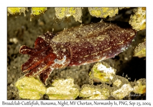 Broadclub Cuttlefish juvenile
