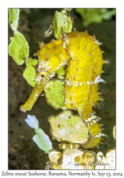 Zebra-snout Seahorse