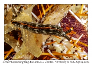 Slender Sapsucking Slug
