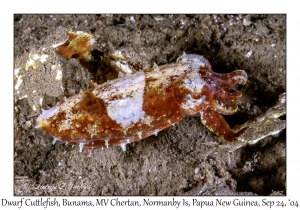 Dwarf Cuttlefish