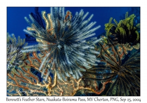 Bennett's Feather Stars