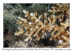 Humbug Dascyllus juveniles