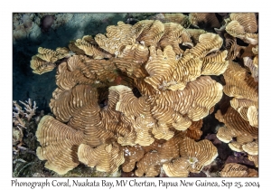 Phonograph Coral