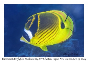 Raccoon Butterflyfish