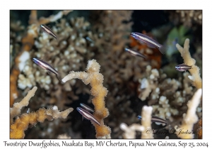 Twostripe Dwarfgobies