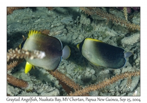 Graytail Angelfish