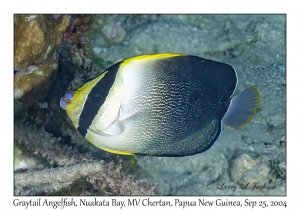Graytail Angelfish