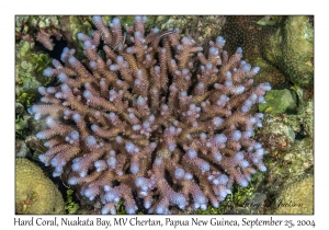 Hard Coral