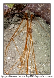 Spaghetti Worm