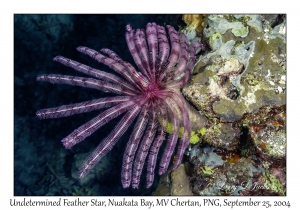 Undetermined Feather Star