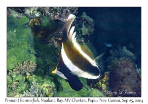 Pennant Bannerfish