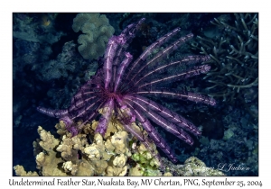 Undetermined Feather Star