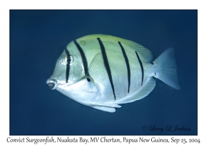 Convict Surgeonfish